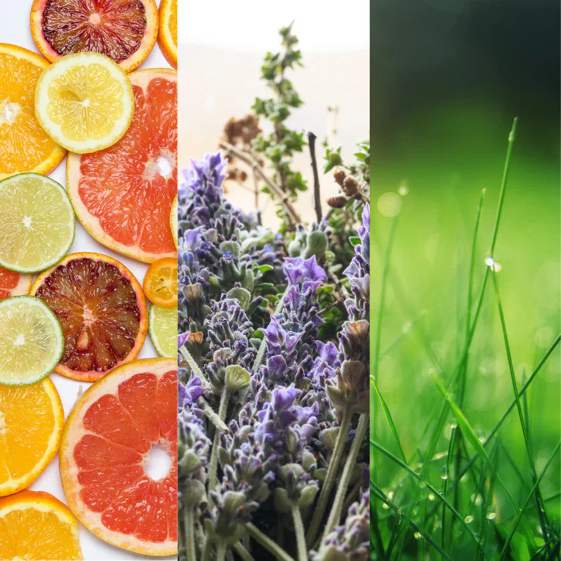 Top Notes - A Comprehensive Guide to Perfume Ingredients